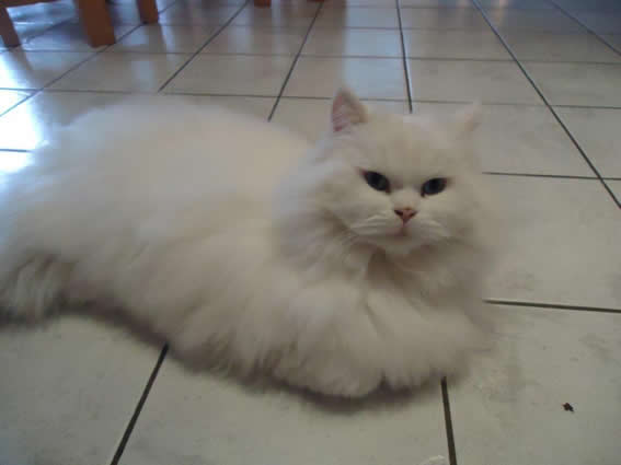 Yuki 2012