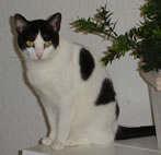 Mona