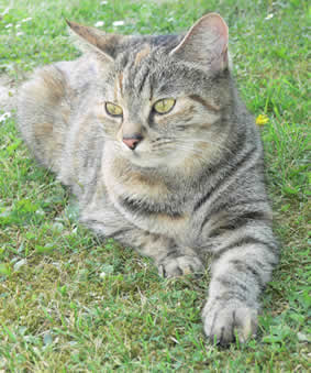 http://www.katzeninnot.de/bilder/vermisste_katze/katzenbilder_vermisst_2009/zilly.jpg