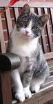 Findus